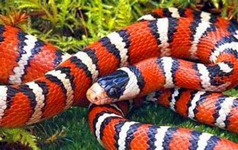 蛇的顏色